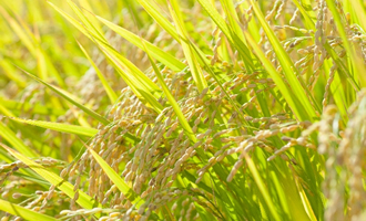 新潟県産米を使用